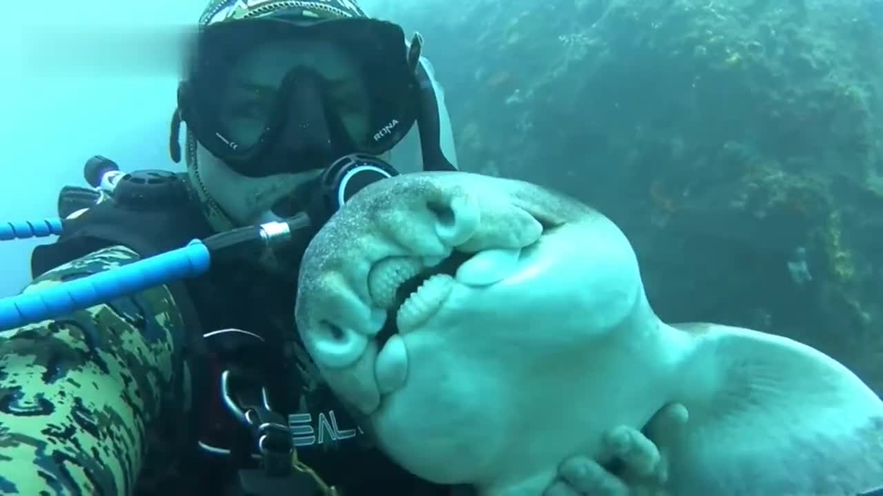 杰克逊港鲨鱼heterodontus portusjacksoni