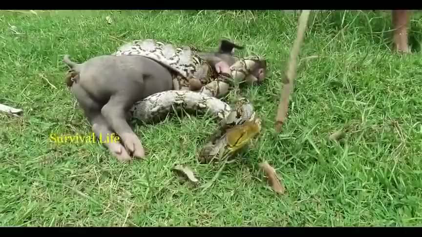 博士将人和蛇相结合,蟒蛇将他吃掉后逃了出去