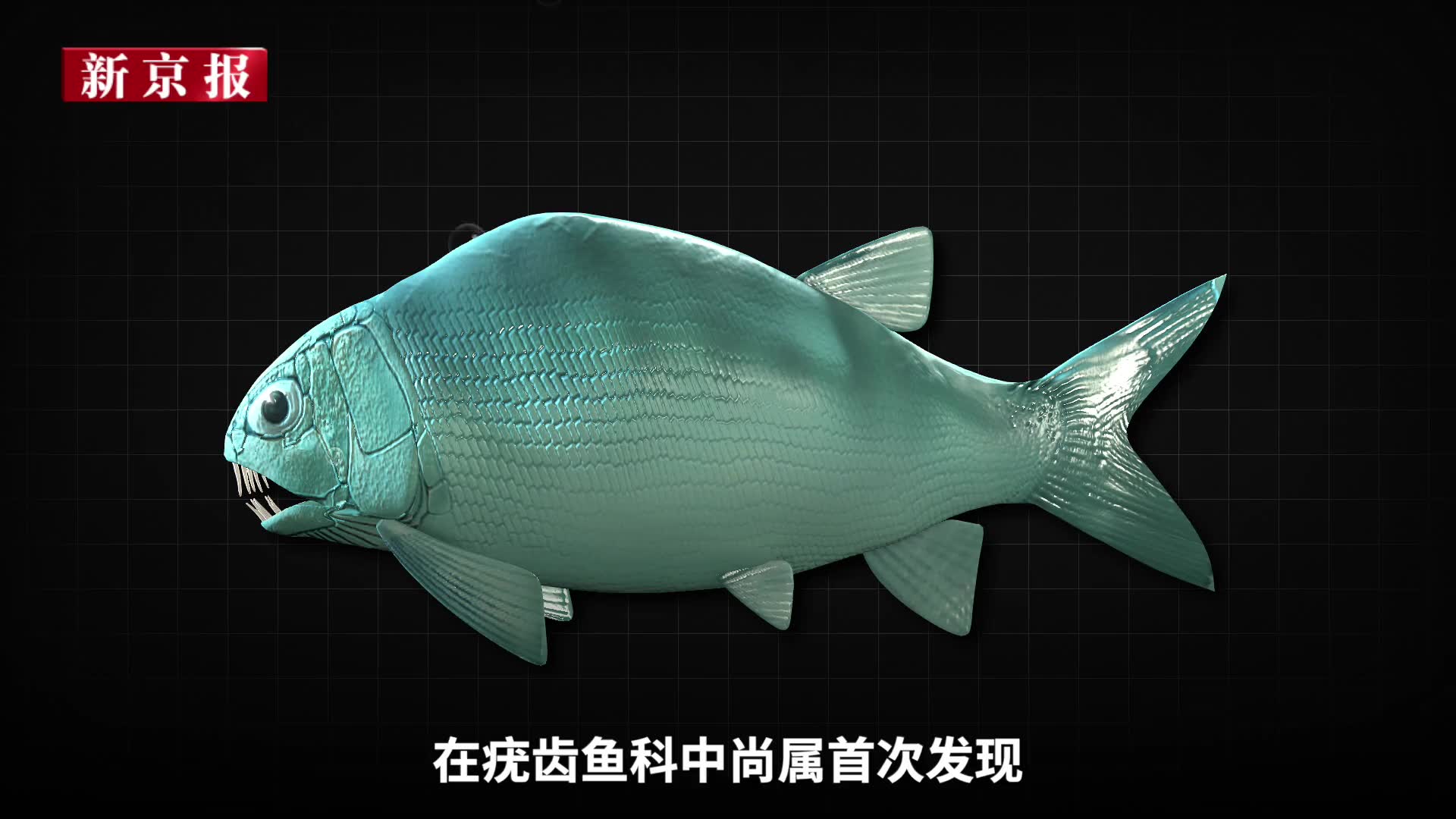 3d重现2.44亿年前"盘州暴鱼":体长26厘米 驼背龅牙爱吃肉