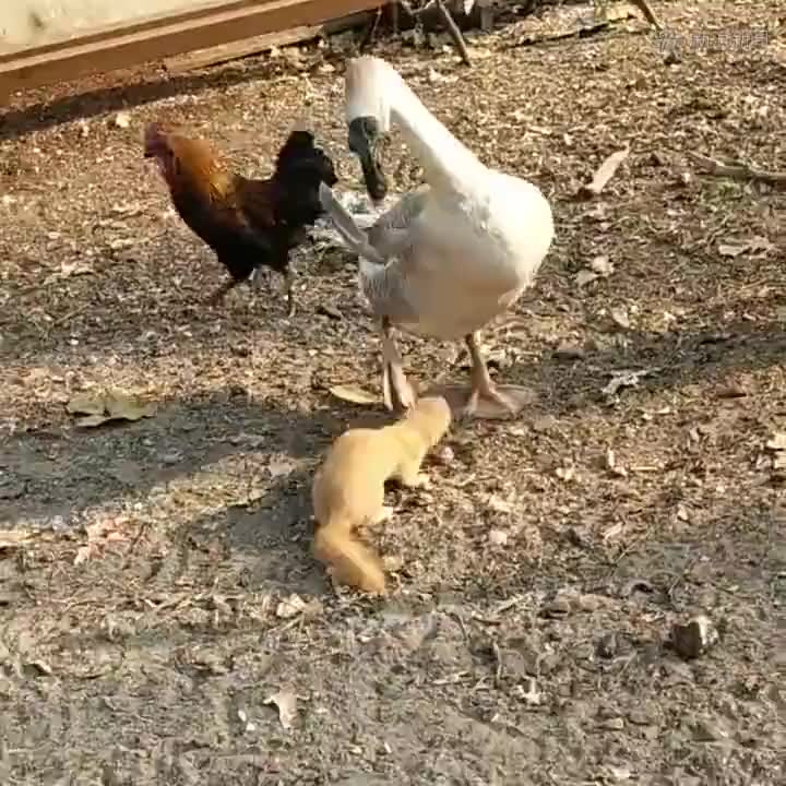 都说黄鼠狼怕大鹅我感觉是假的不信你们看