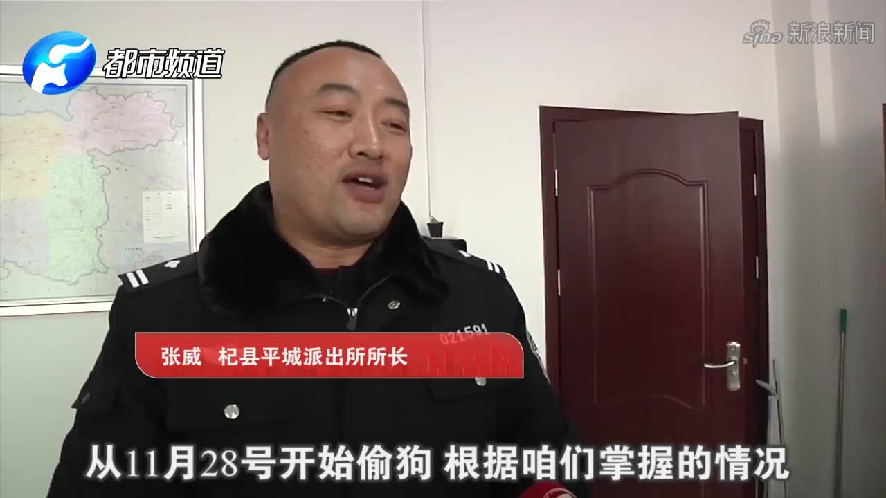 毒弓弩,打狗丸!杞县疯狂偷狗贼5天偷近百只家养狗:毒死还要卖