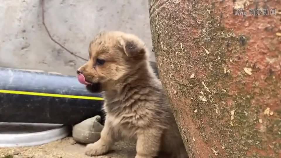 早起的鳥兒有蟲吃,那早起的中華田園犬吃草?