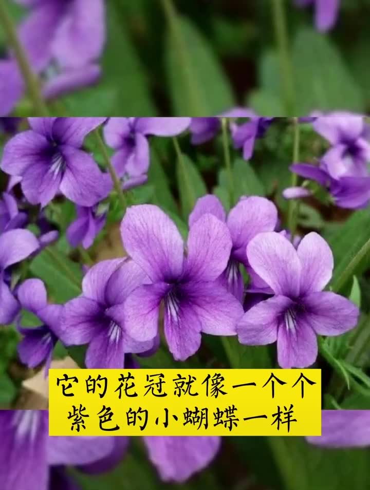 app打开