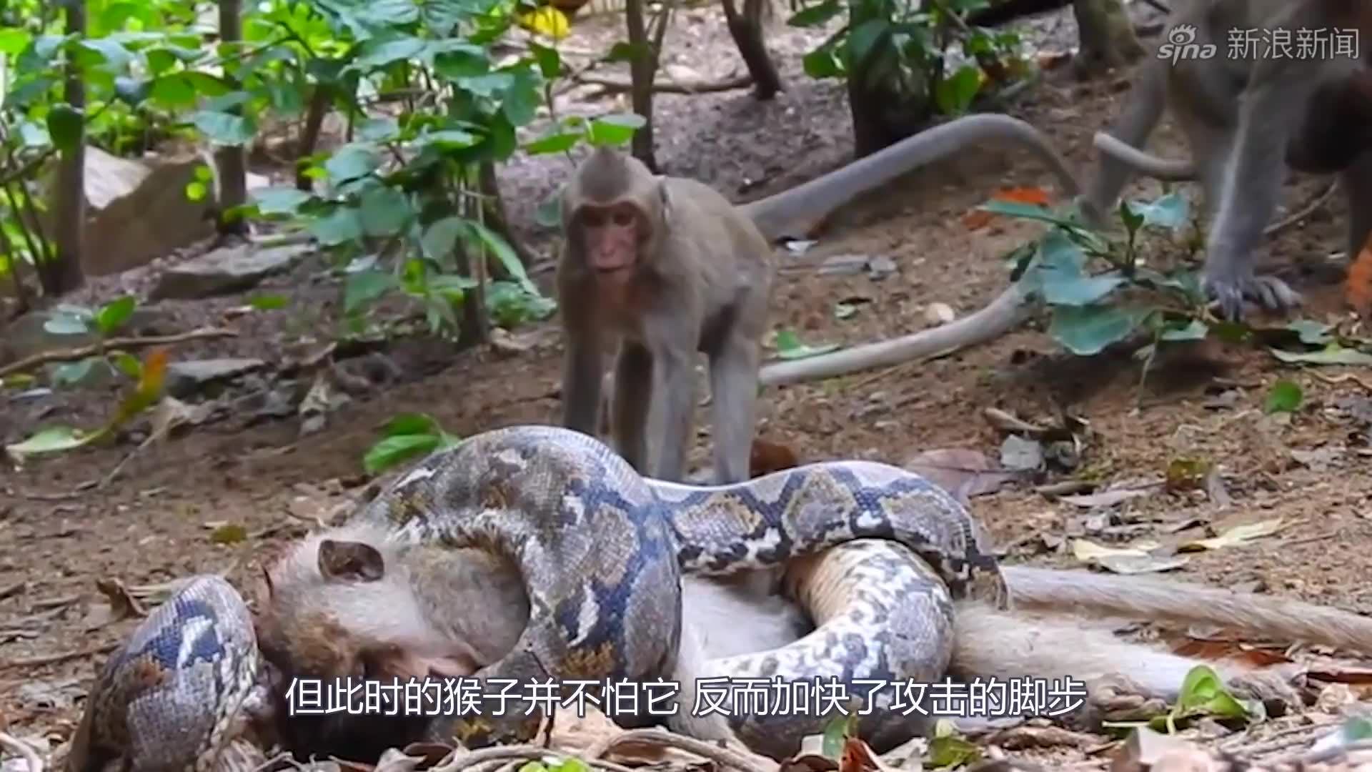 6米蟒蛇吞下一只猴子,被猴群集体复仇,场面一发不可收拾