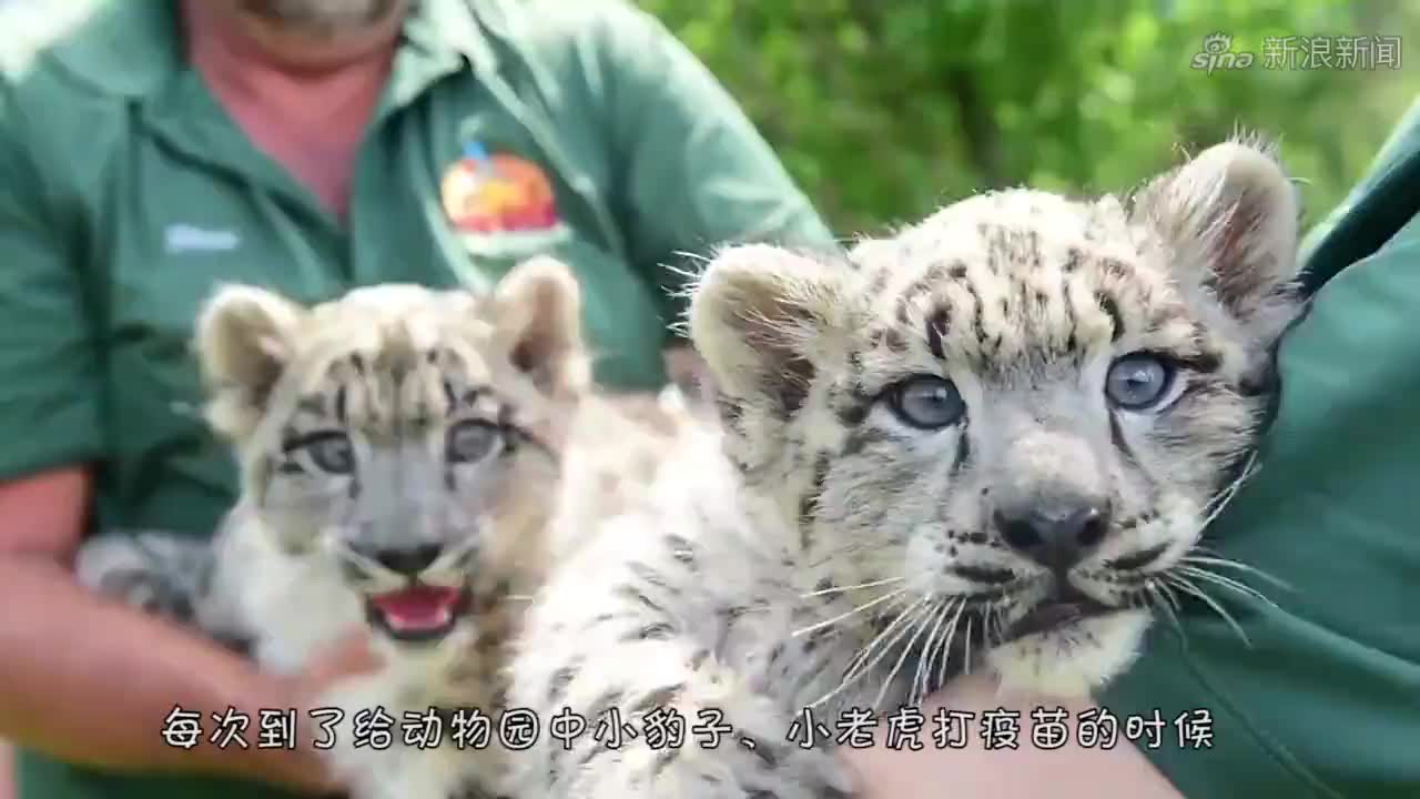 三个壮汉与老虎拔河惨败,镜头拍下全过程