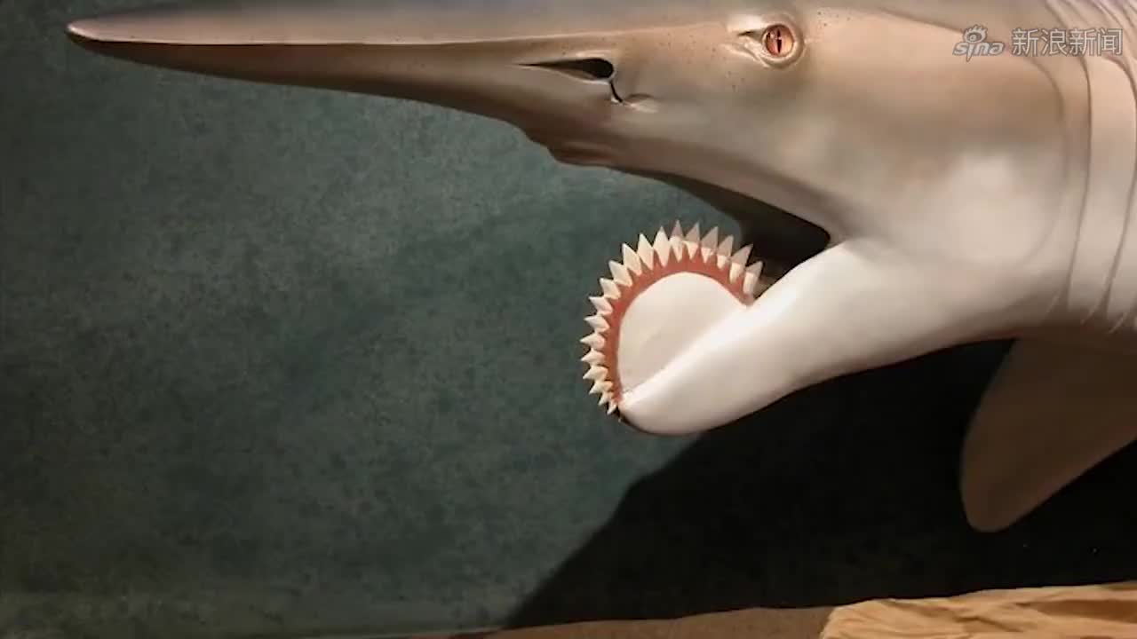 男子钓到鲨鱼搏斗20分钟 被掀翻皮艇拖下水