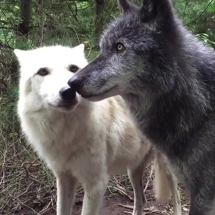 黑狼和白狼的调情现场,好好磕 代入我的cp这不就是在doi!