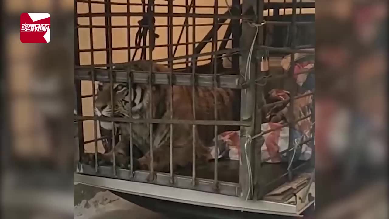 黑龙江:进村东北虎被麻醉针打伤眼睛?