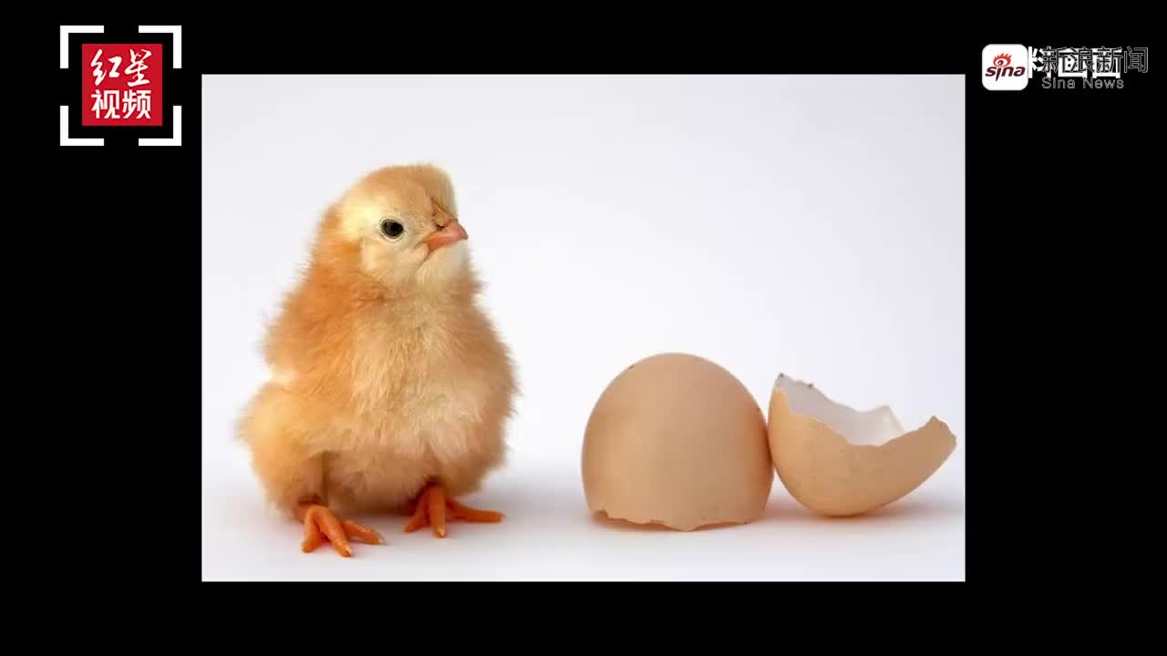 中科院回应"熟蛋返生孵小鸡":简直是胡扯! 涉事期刊已被查