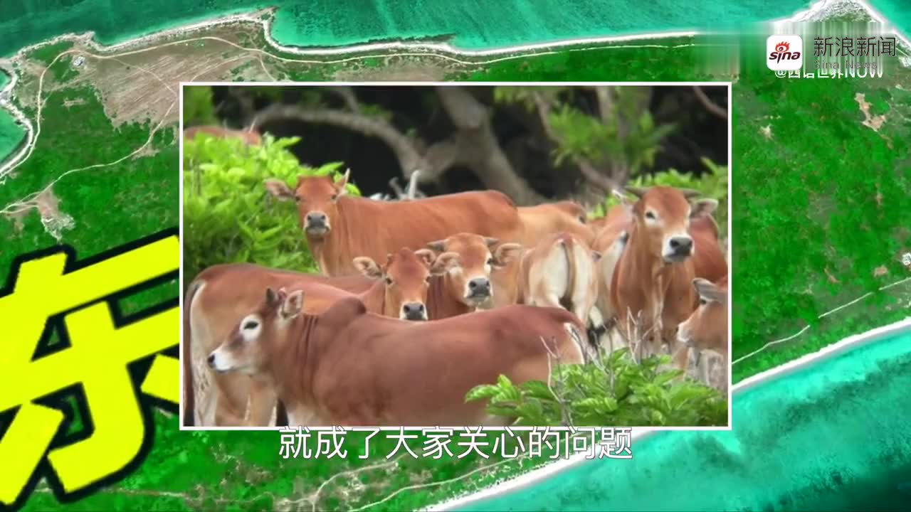 中国南海西沙群岛的东岛上面,发现规模达400头的野牛群!