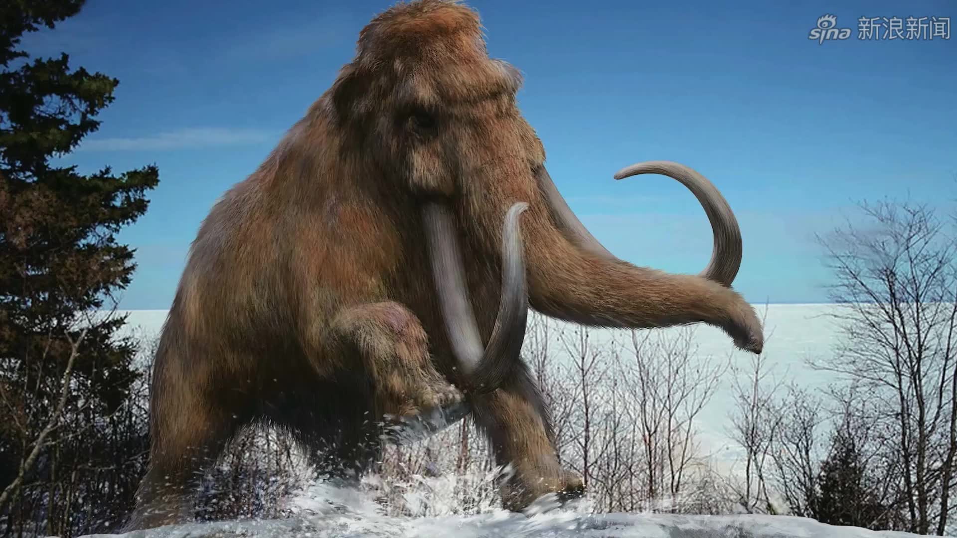 原始森林的巅峰对决,血牙猛犸象和血牙剑齿虎同归于尽