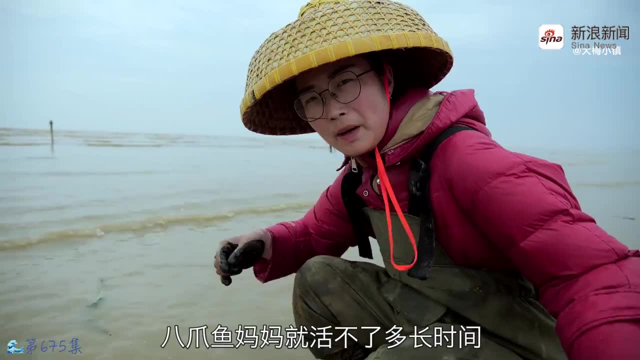 大梅赶海,误打误撞闯进泥螺老窝,还偶遇半年不见的老朋友针鱼!