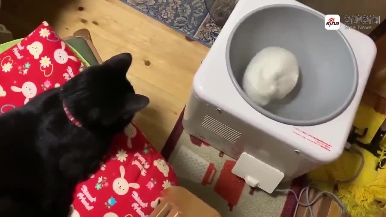 成都市区现宠物盲盒 国家邮政局曾要求规范动物寄递_手机新浪网