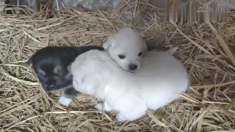 沙驼走之前给妈一个东西,不料妈还不要,一说留给小娜就收下了