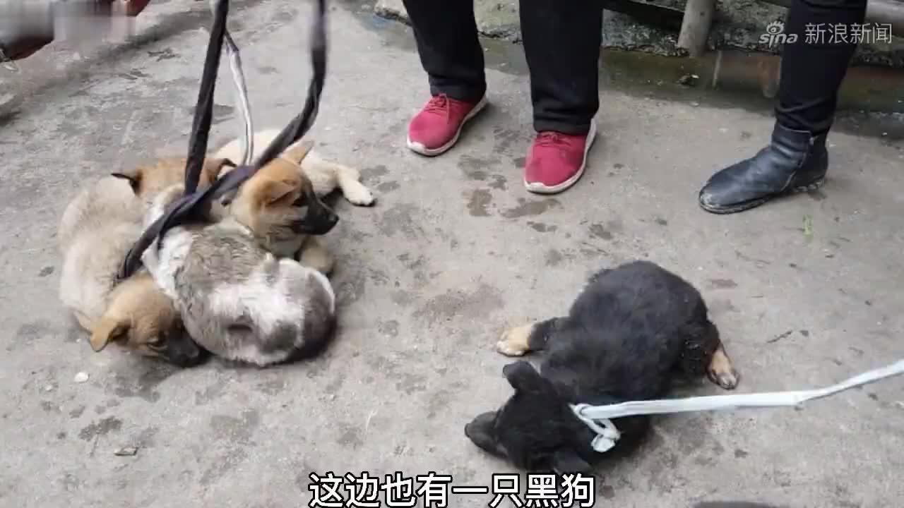 对付这种"加塞狗"就得这么治,坚决不能惯着