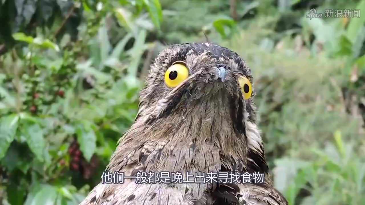你们听得出是什么鸟在叫,有几种鸟在叫吗?