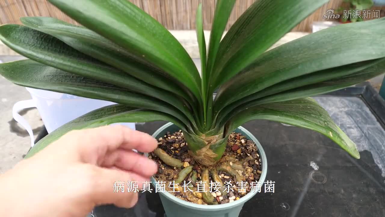 给君子兰上盆,多做一步,"永远"远离烂根问题!