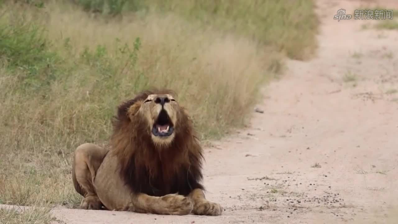 草原上流浪的雄狮,走路自带王者气势!