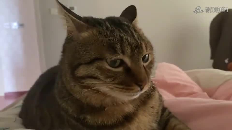 追剧 这只猫真惨,只能维持个小时的人形态 重庆人推荐