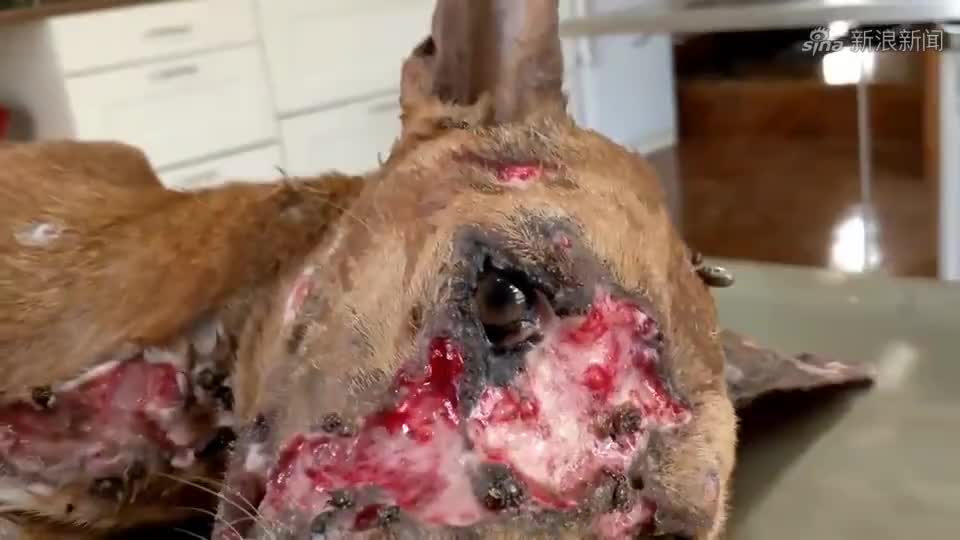 9只流浪狗包围警犬,场面紧张激烈,镜头记录全过程