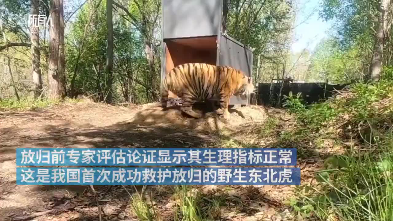 实拍黑龙江野生东北虎下山进村:飞奔一掌拍碎车窗 有村民被咬伤