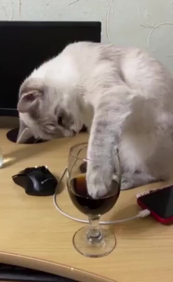 猫咪第一次喝可乐 啊.上头了!