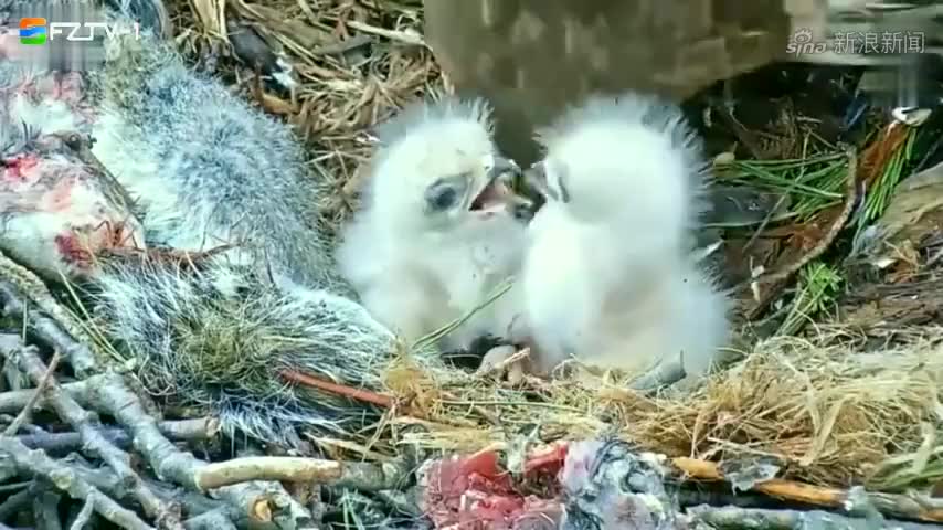 2只小鹰刚出生不久,就在妈妈面前打架,真不让妈妈省心