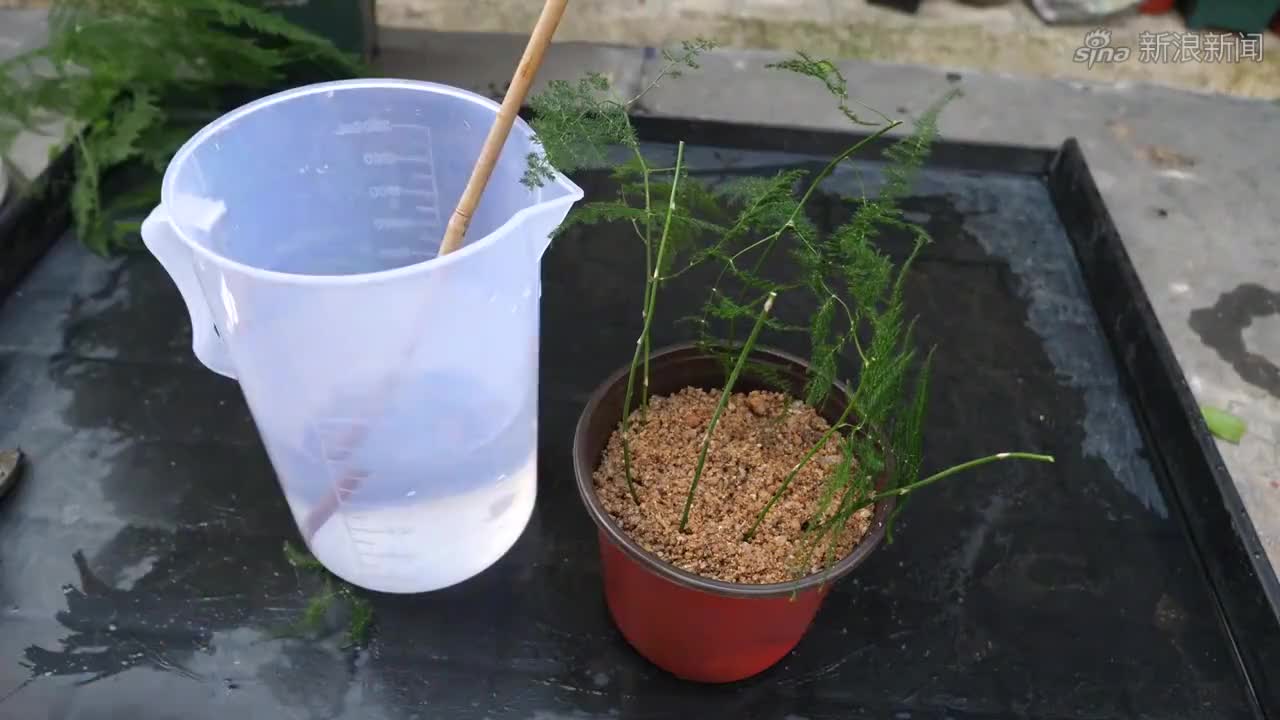 扦插茶花,掐准时机给它喷点"长根水",生根多又快