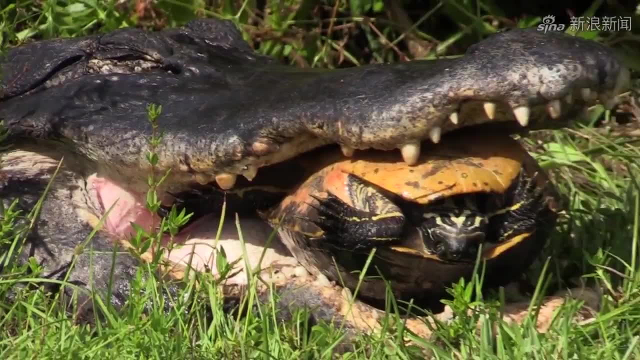 小猫崽胆子太大,敢从鳄鱼嘴里抢食吃,真是初生牛犊不怕虎!