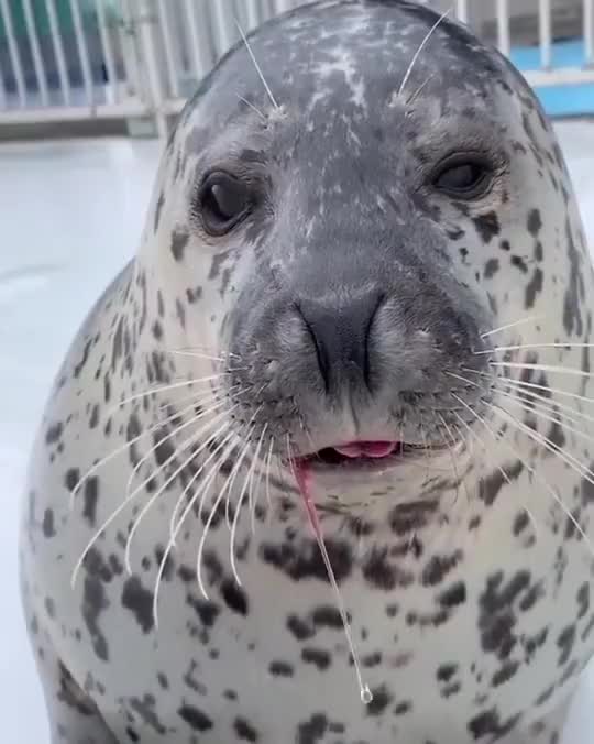 出生21天的环斑海豹宝宝,第一次练习下水,不小心呛到连打喷嚏.