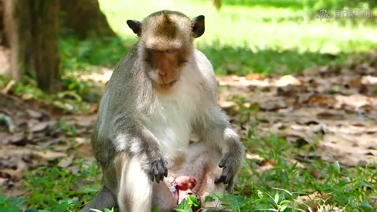 小猴子用力,把树枝咬断