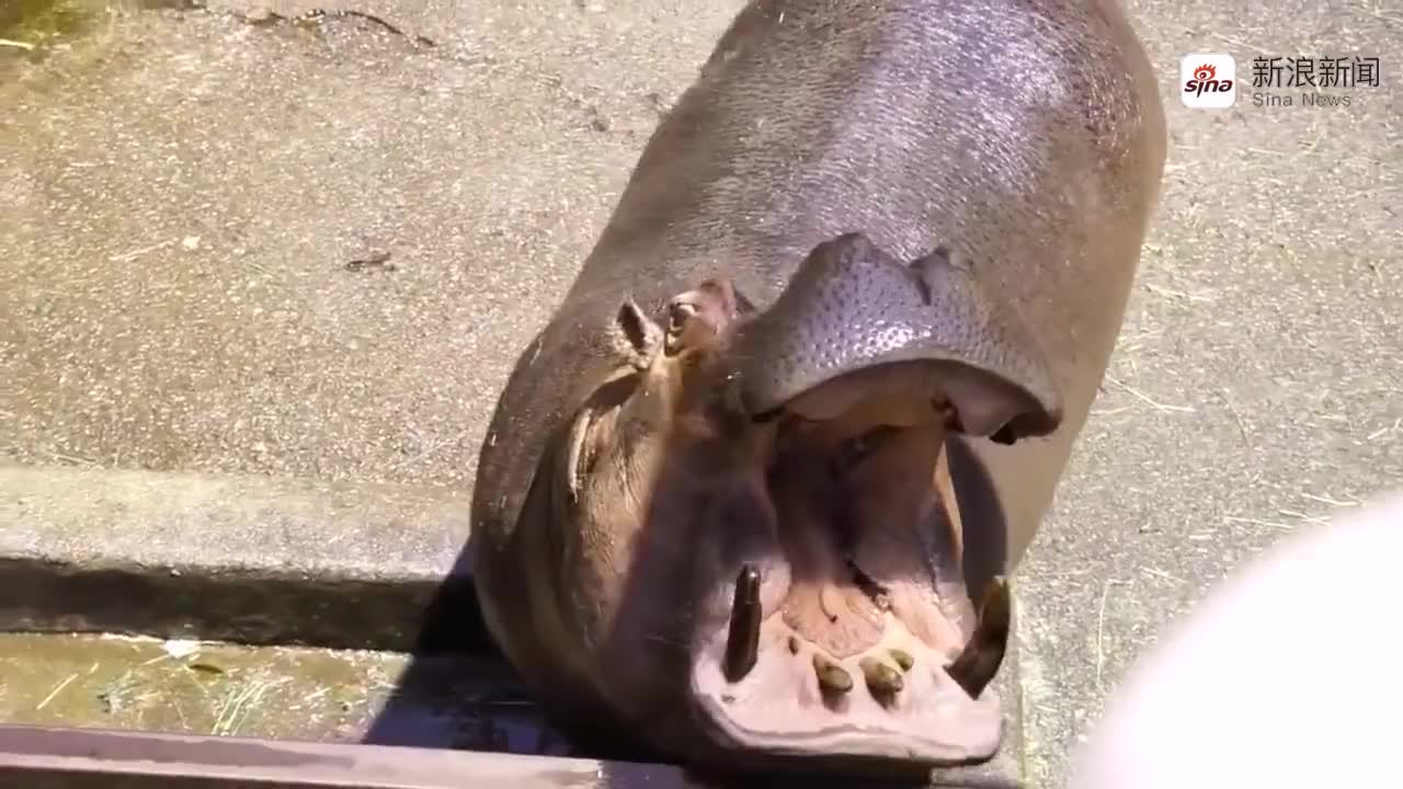 河马一口一个大西瓜,这才叫吃得过瘾