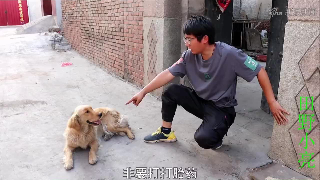 金毛怀小狗了但不想要,于是小吉偷偷帮它打打胎药,把小亮气坏了