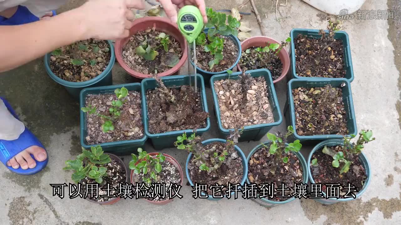 沙子扦插长寿花不长主根?用好这个技巧,全是壮根