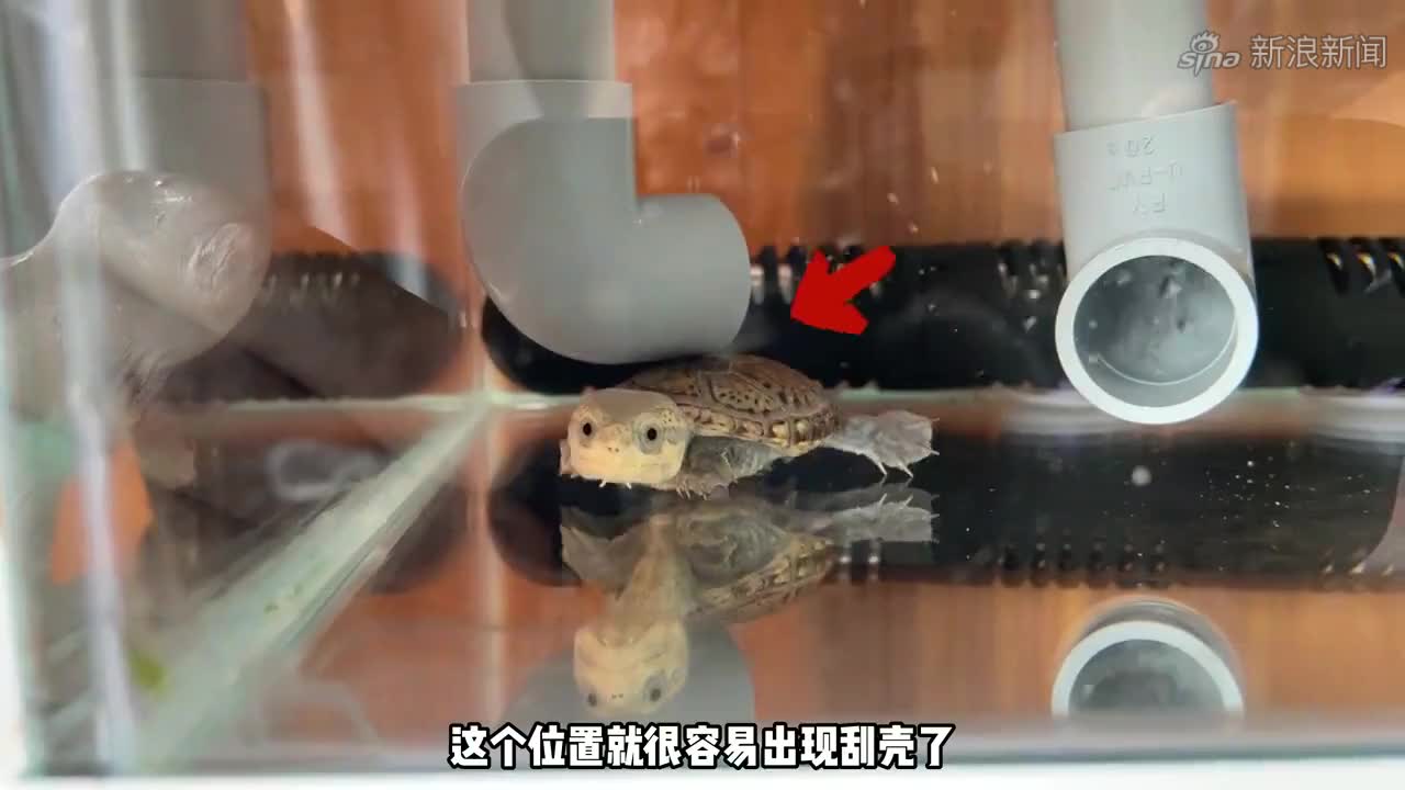 鱼缸中长满了孑孓,把佛鳄和金鱼扔进去,看谁吃的快