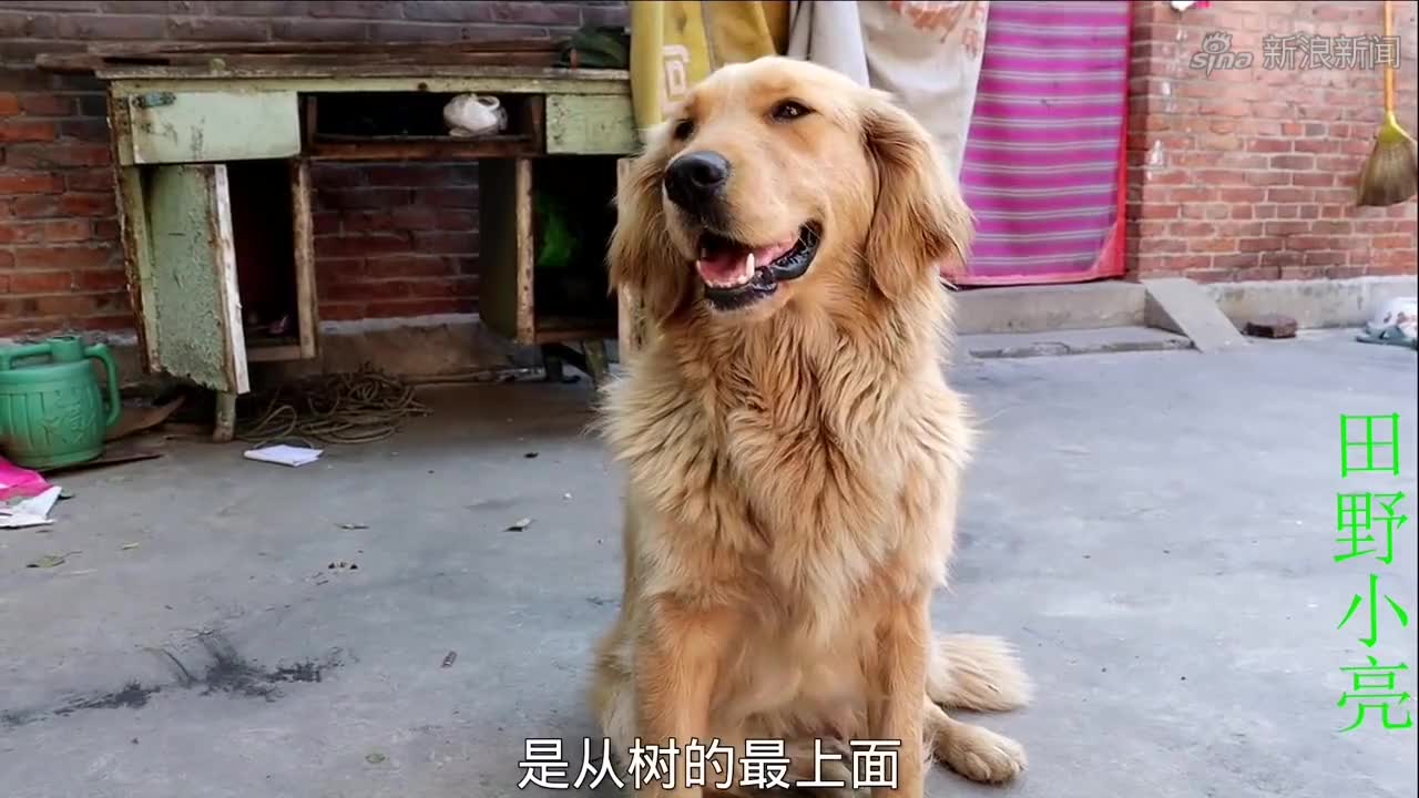 小伙家的果树无缘无故枯萎了,叶子上还有黑虫子,金毛说是中毒了