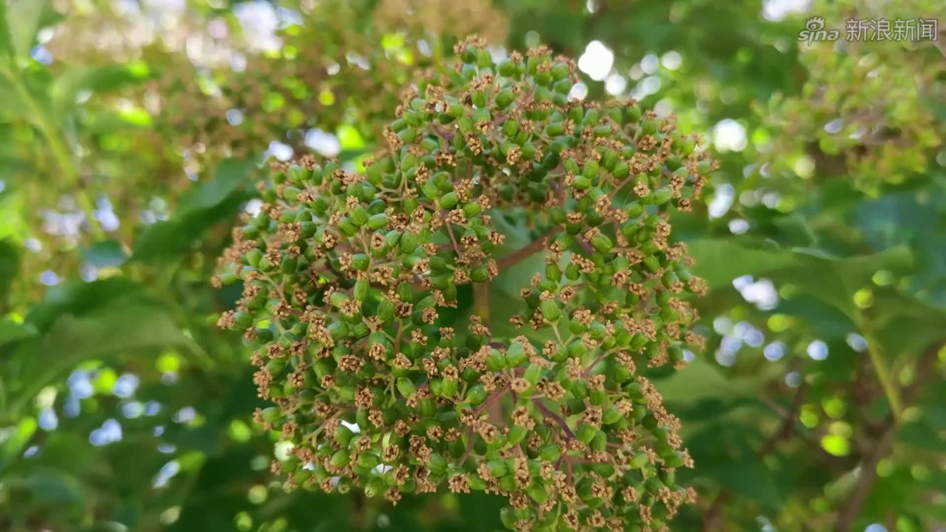 阳光下的稠李树,原创视频