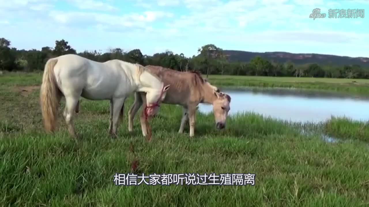 孙胖妞一家玩抓阄的游戏,结果姐姐被孙胖妞在家当驴骑,好搞笑