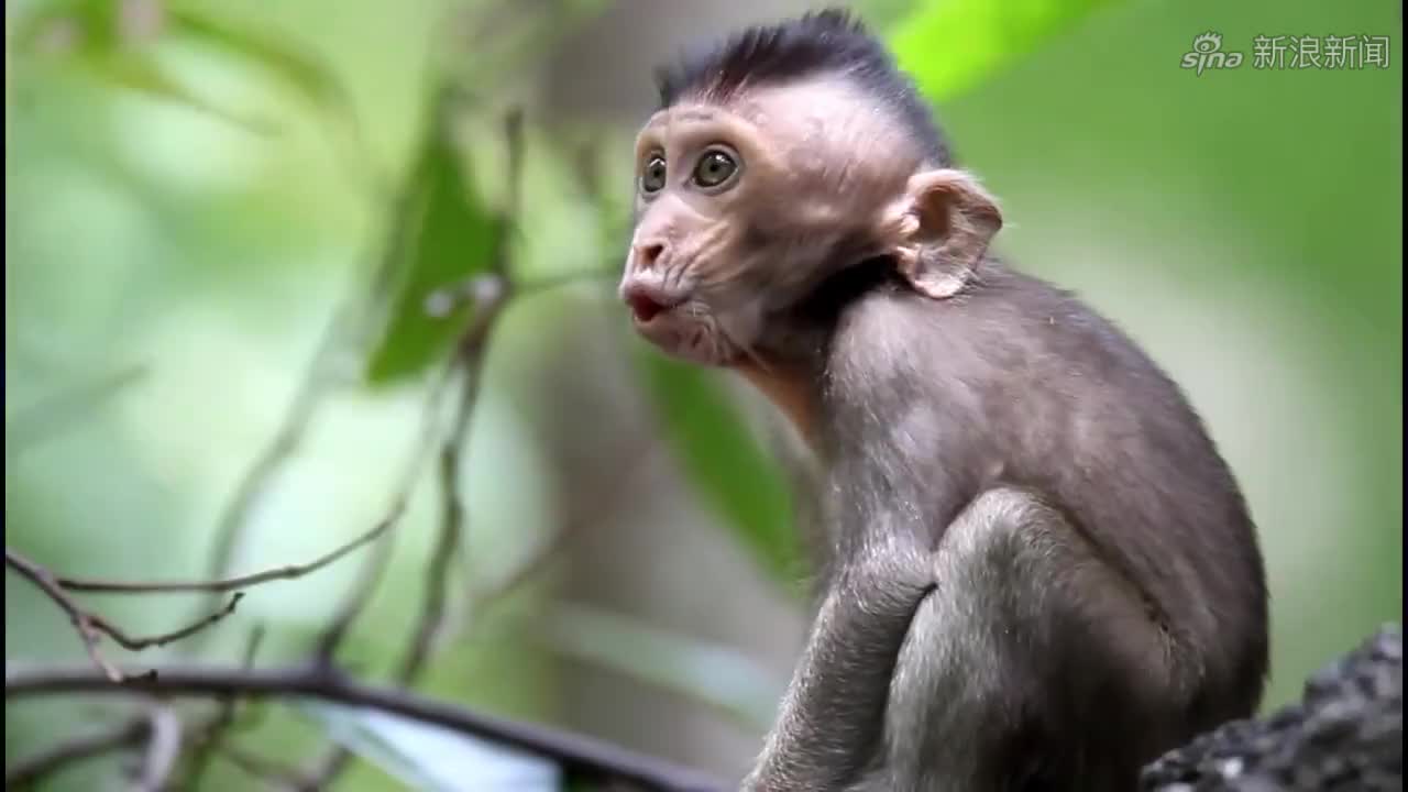 通臂猿猴惨了,被孙悟空打回了原形,从此又成小猴崽了