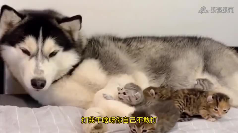 二哈想从洞中出来, 猫咪一顿猫猫拳, 又把二哈打回去笑喷