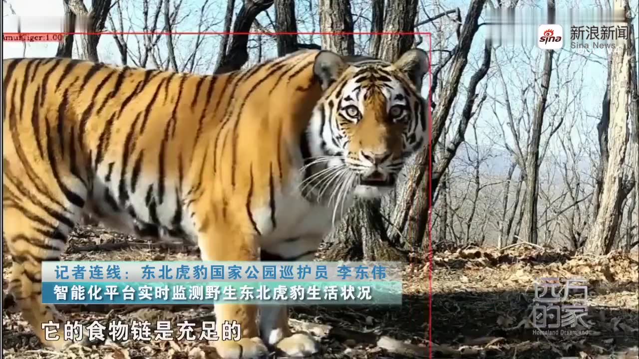 进村东北虎成功放归自然
