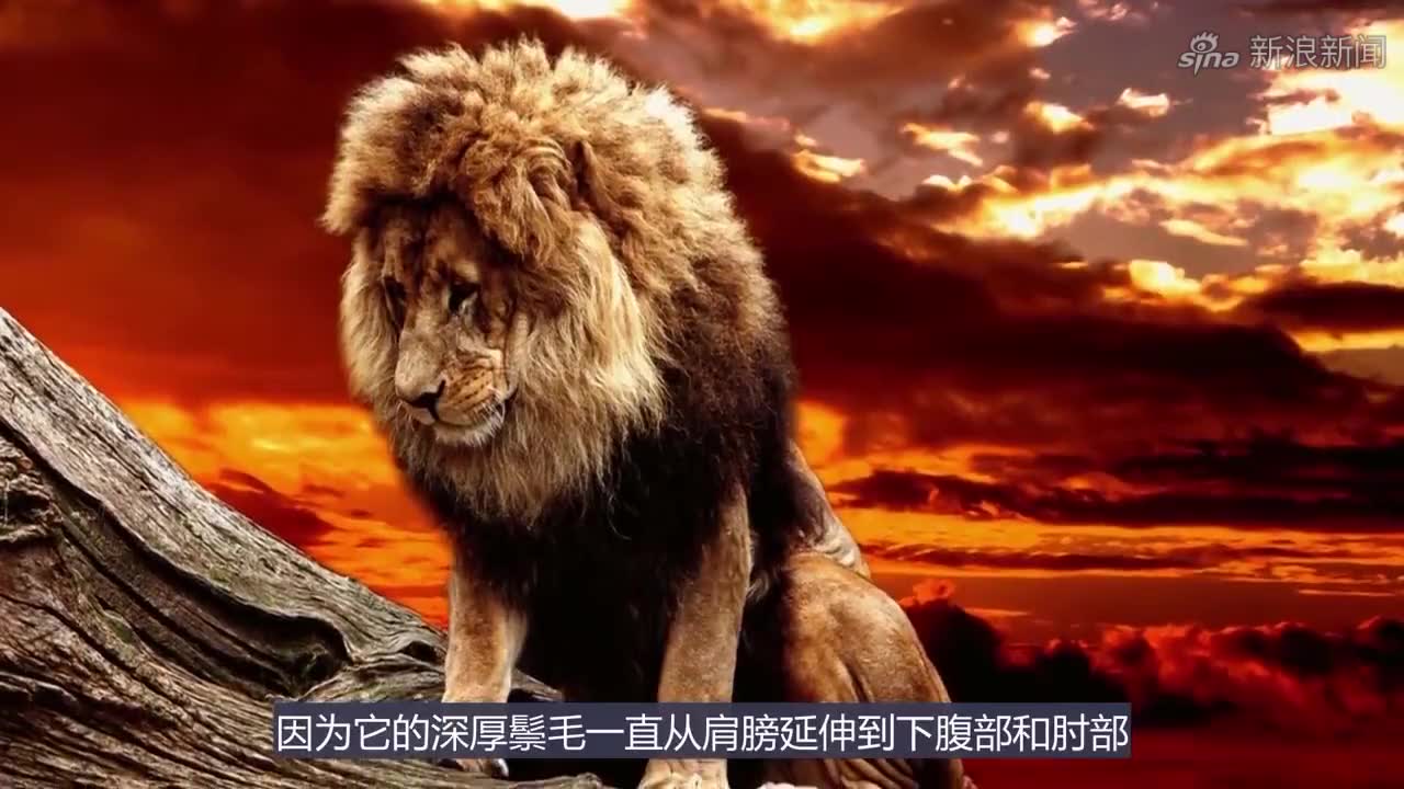 东北虎vs巴巴里狮,谁才是地表最强?战斗时间成为关键因素