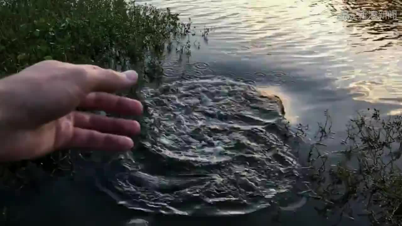 花豹捕食泥潭中的大鲶鱼,没想到鲶鱼如此滑溜,豹子吃了一嘴泥!