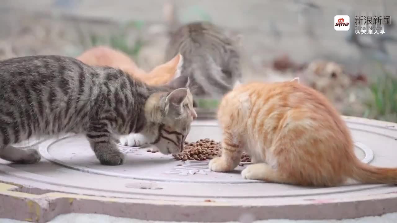 刚出生的宝宝回家,猫咪一脸好奇的围观,看到娃竟然会动赶紧溜了