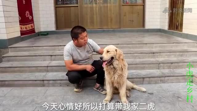 小伙带金毛去鸵鸟园玩,金毛非要买一只回去不买就不走了,真气人