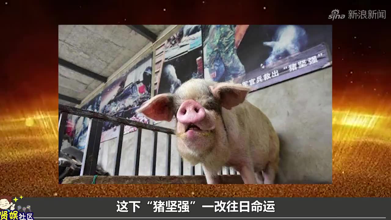 你还记得猪坚强的故事吗?
