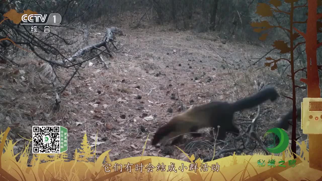 黄喉貂捕食猴子,体型大几倍又如何,只需一招解决战斗!