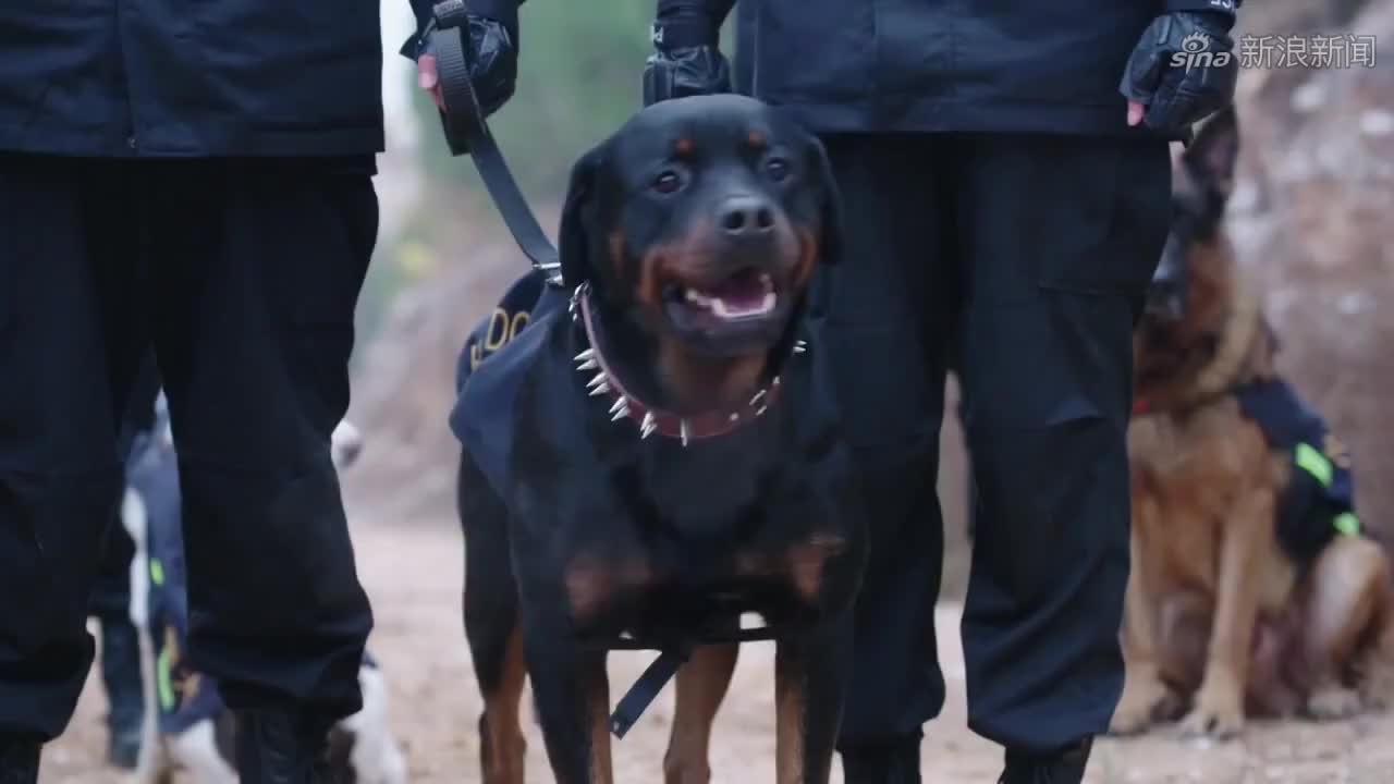 警花与警犬:妞妞带其它警犬追捕夜叉,优优一脚制服罪犯,太牛了