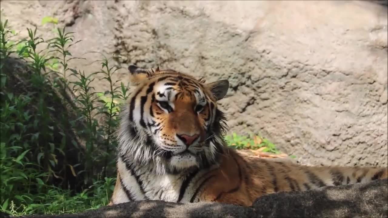 虎子放弃治疗,还挺出准备回家,大夫能答应吗