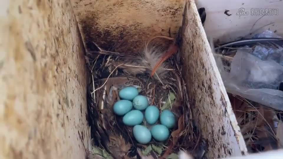 八哥鸟窝多了三颗鸟蛋,难道八哥又下蛋了?